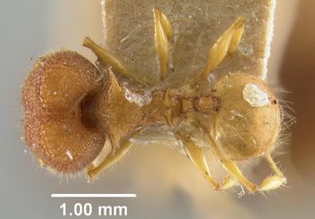 Media type: image;   Entomology 20642 Aspect: habitus dorsal view